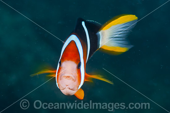Clark's Anemonefish photo Clark's Anemonefish photo