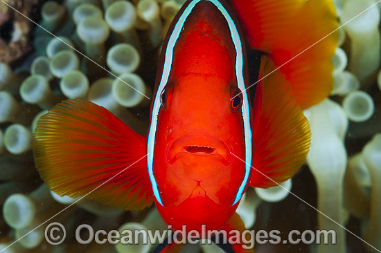 Spine-cheek Anemonefish photo Spine-cheek Anemonefish photo