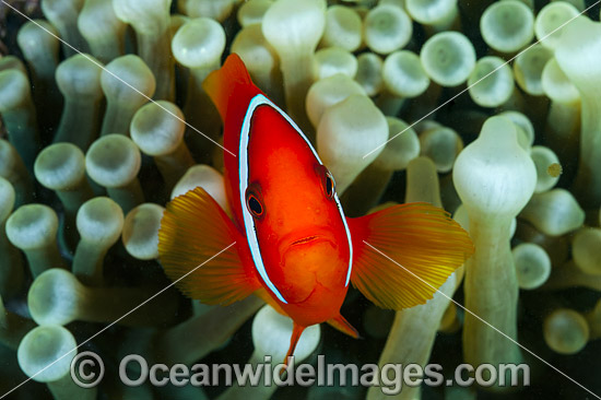 Spine-cheek Anemonefish Premnas biaculeatus photo Spine-cheek Anemonefish Premnas biaculeatus photo