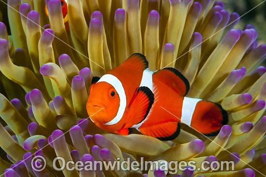 Western Clownfish photo Western Clownfish photo