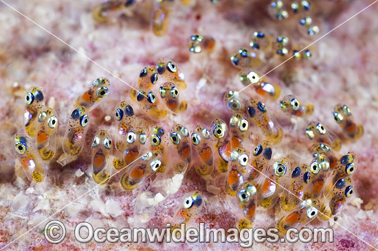 Panda Clownfish egg cluster photo Panda Clownfish egg cluster photo