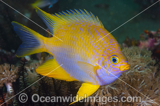 Golden Damsel Coral Triangle photo Golden Damsel Coral Triangle photo