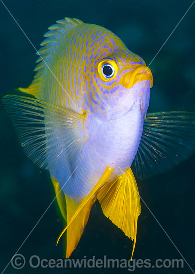 Golden Damsel photo Golden Damsel photo