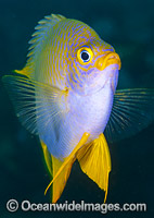 Golden Damsel Photo - Gary Bell