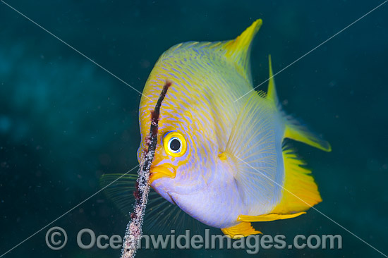 Golden Damsel aerating eggs photo Golden Damsel aerating eggs photo