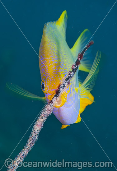 Golden Damsel aerating eggs photo Golden Damsel aerating eggs photo
