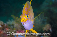 Golden Damsel Coral Triangle Photo - Gary Bell