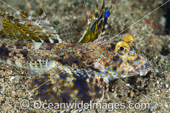 Fingered Dragonet male photo Fingered Dragonet male photo