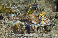 Fingered Dragonet male Photo - Gary Bell