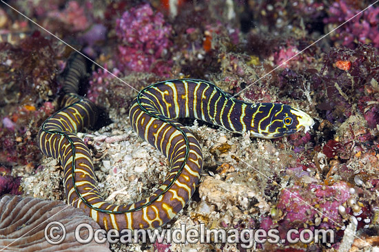 Snake Eel Myrichthys paleracio photo Snake Eel Myrichthys paleracio photo