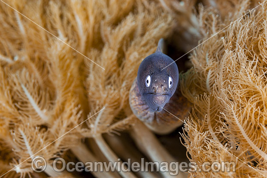 White-eyed Moray Eels photo White-eyed Moray Eels photo