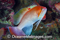Pink Basslet Photo - Gary Bell