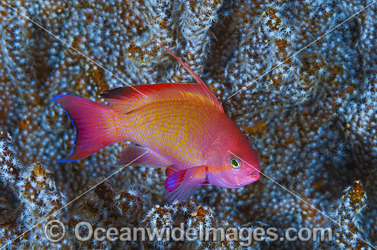 Orange Fairy Basslet male photo Orange Fairy Basslet male photo