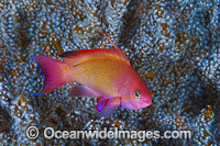 Orange Fairy Basslet male Photo - Gary Bell