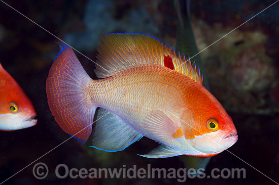 Orange Fairy Basslet photo Orange Fairy Basslet photo