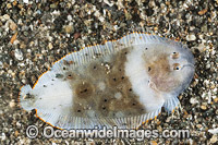 White Mini-sole juvenile Photo - Gary Bell