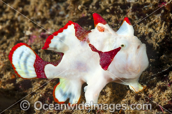 Clown Frogfish Antennarius maculatus photo Clown Frogfish Antennarius maculatus photo