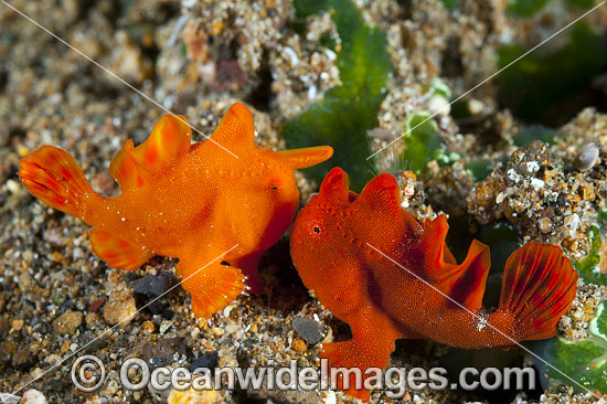 Frogfish Antennarius sp. photo Frogfish Antennarius sp. photo
