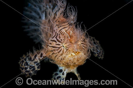 Striped Frogfish Antennarius striatus photo Striped Frogfish Antennarius striatus photo