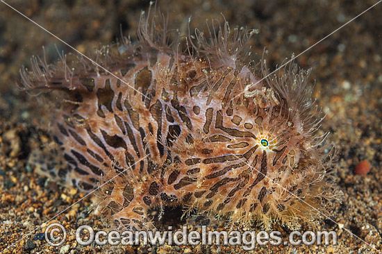 Striped Frogfish Antennarius striatus photo Striped Frogfish Antennarius striatus photo
