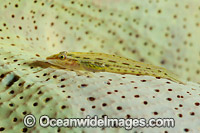 Slender Sponge Goby Photo - Gary Bell