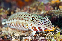 Spothead Grubfish Coral Triangle Photo - Gary Bell