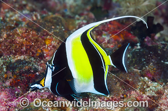 Moorish Idol Zanclus cornutus photo