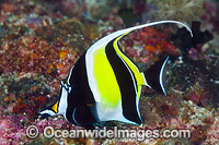 Moorish Idol Zanclus cornutus Photo - Gary Bell