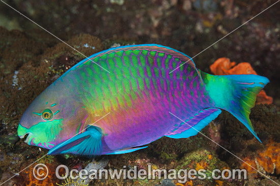 Green-blotched Parrotfish photo