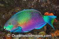 Green-blotched Parrotfish Photo - Gary Bell