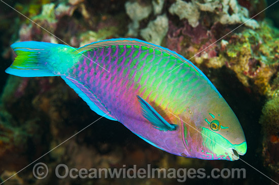 Green-blotched Parrotfish photo