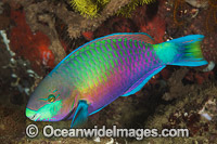 Green-blotched Parrotfish Photo - Gary Bell