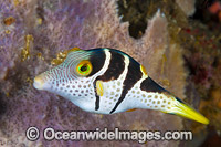 Saddled Pufferfish Photo - Gary Bell