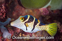 Saddled Pufferfish Photo - Gary Bell