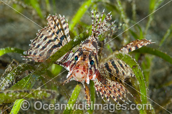 Dwarf Lionfish photo