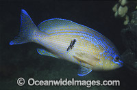 Barber Sea Perch Caesioperca rasor Photo - Gary Bell