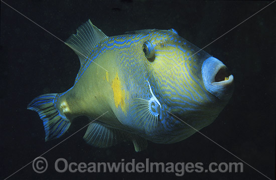 Six-spined Leatherjacket photo Six-spined Leatherjacket photo