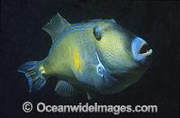 Six-spined Leatherjacket Photo - Gary Bell
