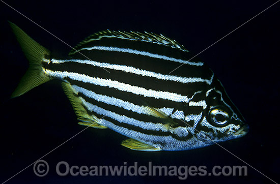 Mado Atypichthys strigatus photo Mado Atypichthys strigatus photo