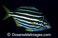 Mado Atypichthys strigatus Photo - Gary Bell