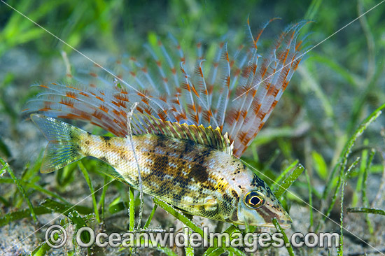 Emperor Snapper photo Emperor Snapper photo