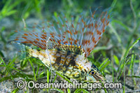 Emperor Snapper Photo - Gary Bell