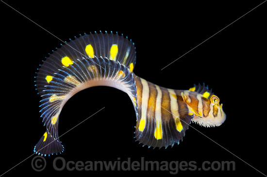 Flatworm Mimic Sole photo Flatworm Mimic Sole photo