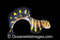 Flatworm Mimic Sole Photo - Gary Bell