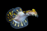 Flatworm Mimic Sole swimming Photo - Gary Bell