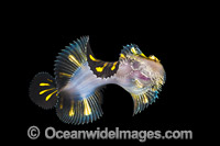 Flatworm Mimic Sole Photo - Gary Bell