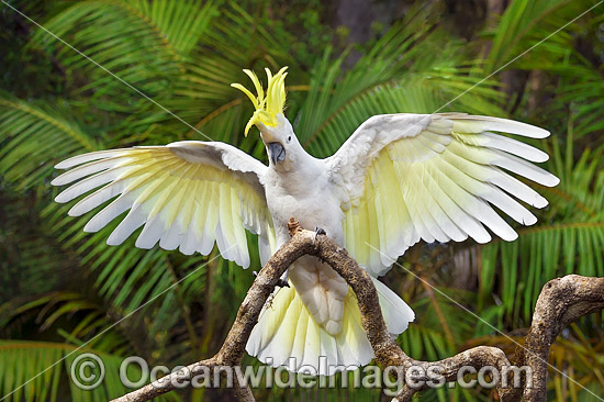 Sulphur-crested Cockatoo photo