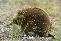 Short-beaked Echidna Photo - Gary Bell