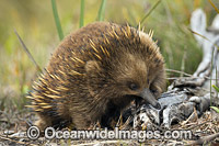 Short-beaked Echidna Photo - Gary Bell