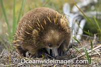 Short-beaked Echidna Photo - Gary Bell
